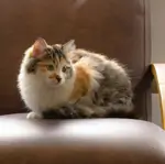 Alter Vega de Niessen combina con todas las funcionalidades de Vega